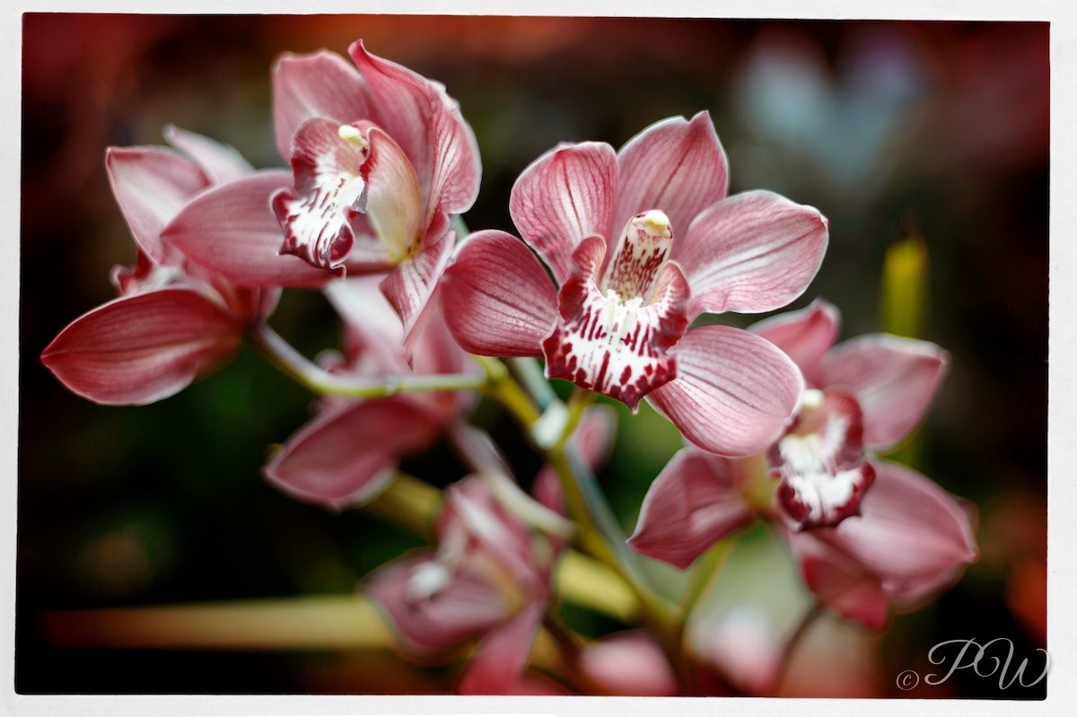 Dusky pink orchids with spotted lips