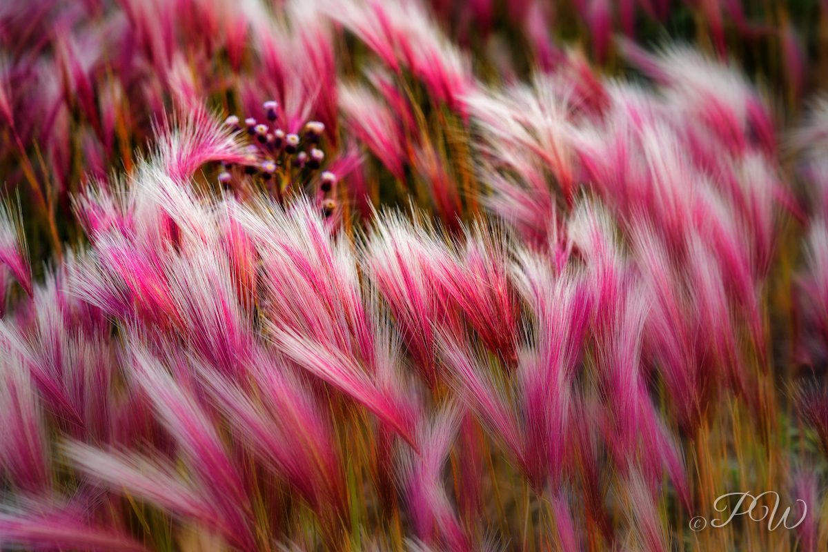 Foxtail barley in the wind, Alaska